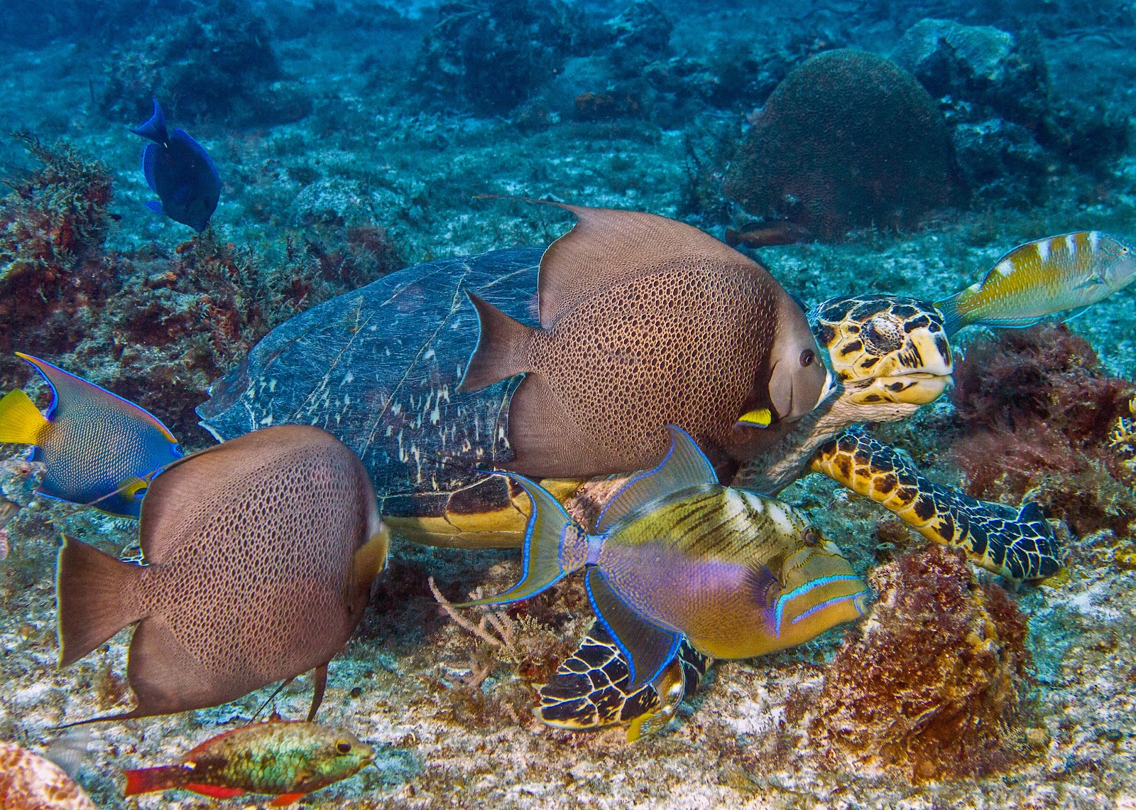 A hawksbill turtle feeding on the reef surrounded by grey angelfish and a queen triggerfish